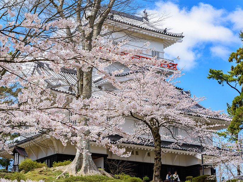 千秋公園の桜の写真